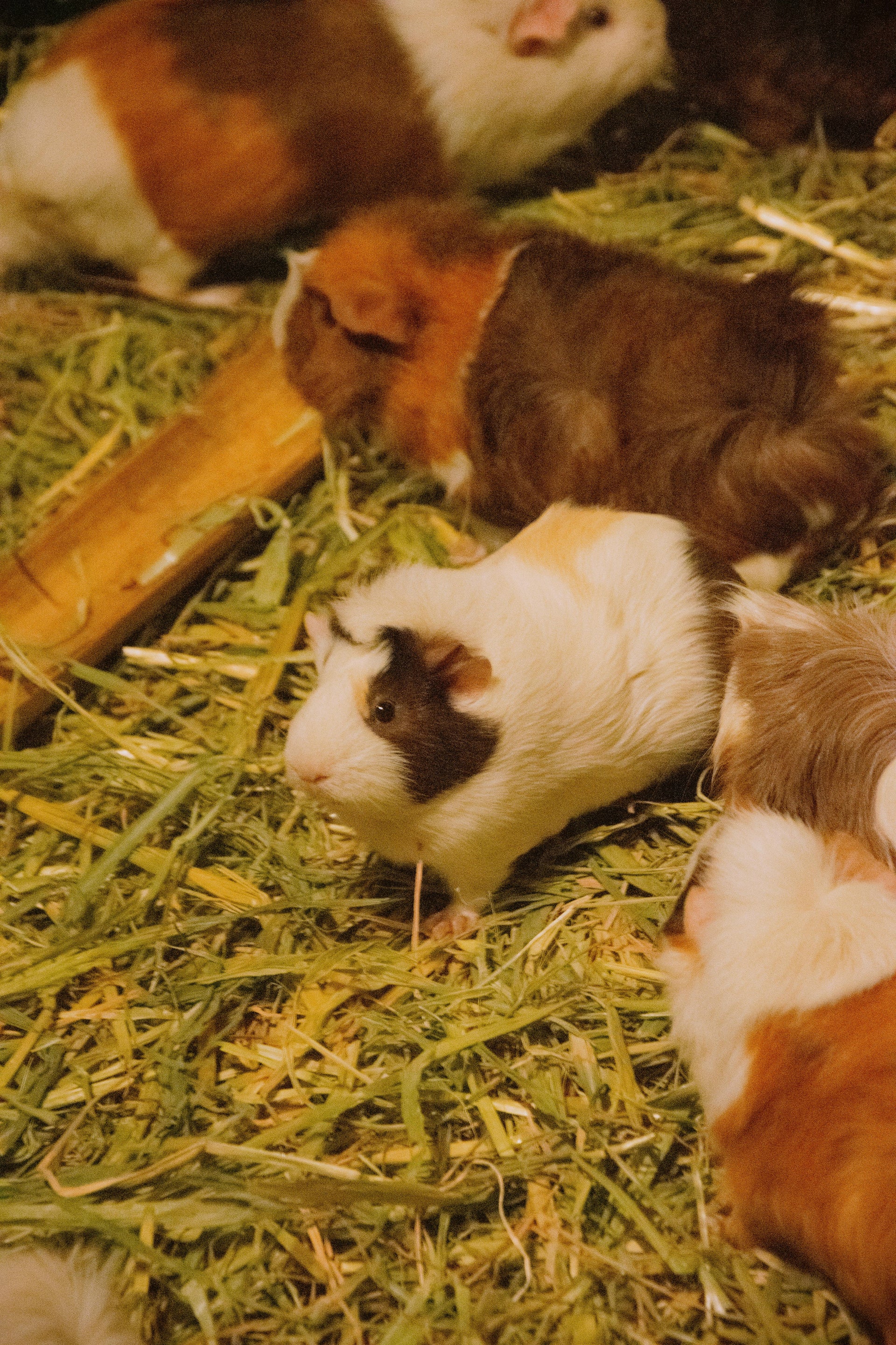 Hay, Forage & Feeding Fundamentals