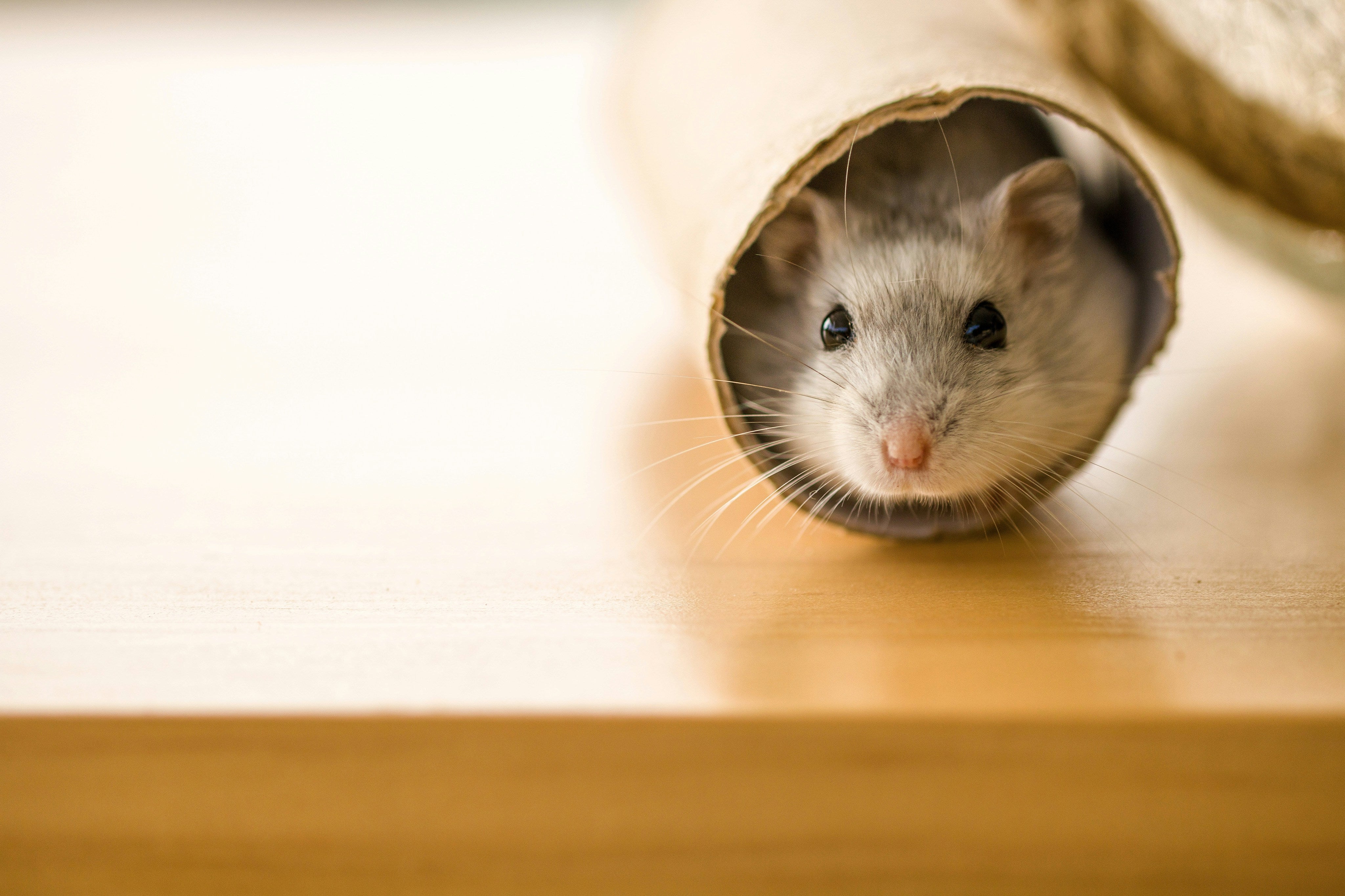 Small hamster peeking from a cozy cardboard hide for Burrowly hideaways.
