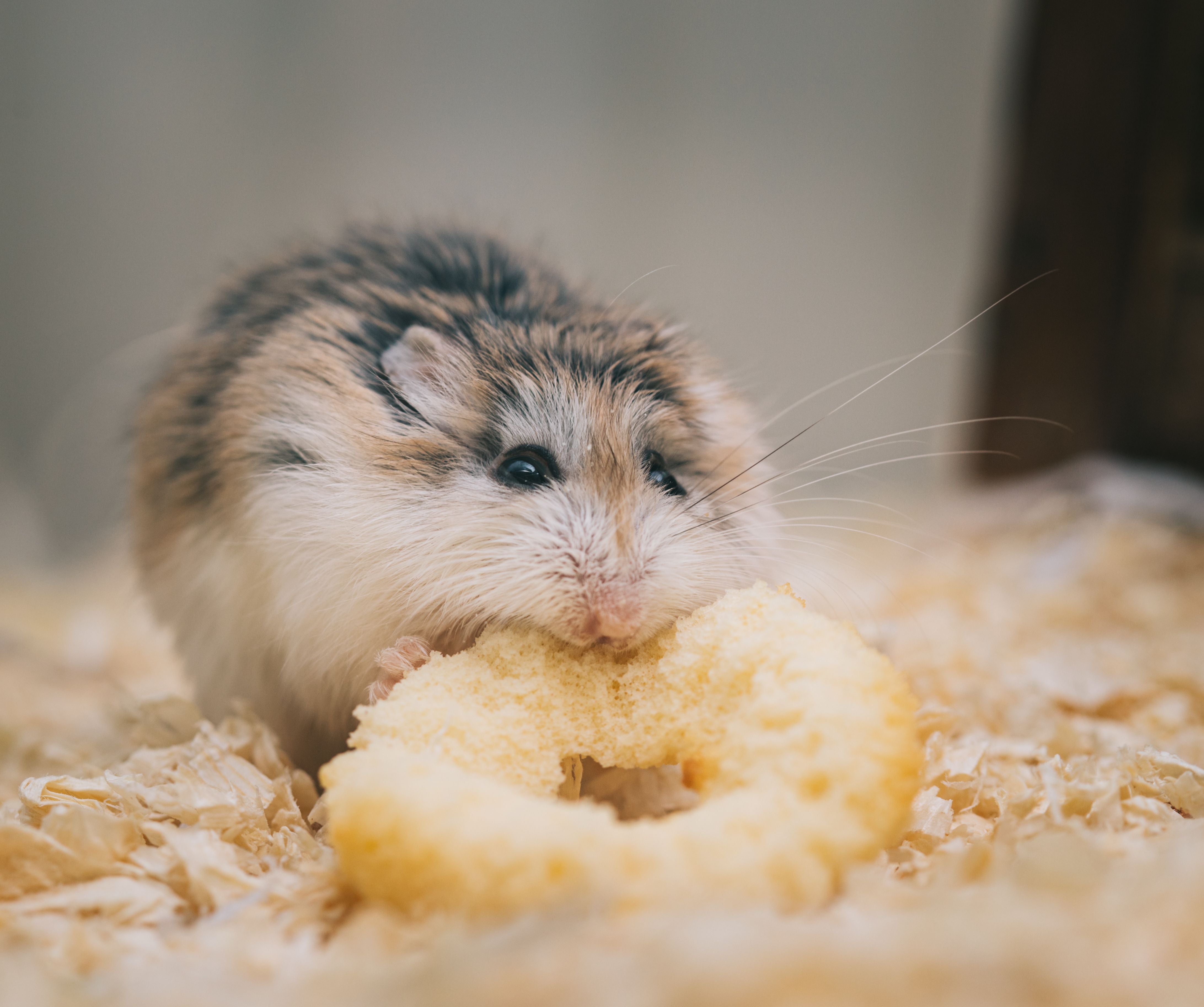 Hamster chewing a small treat for Burrowly natural chews.