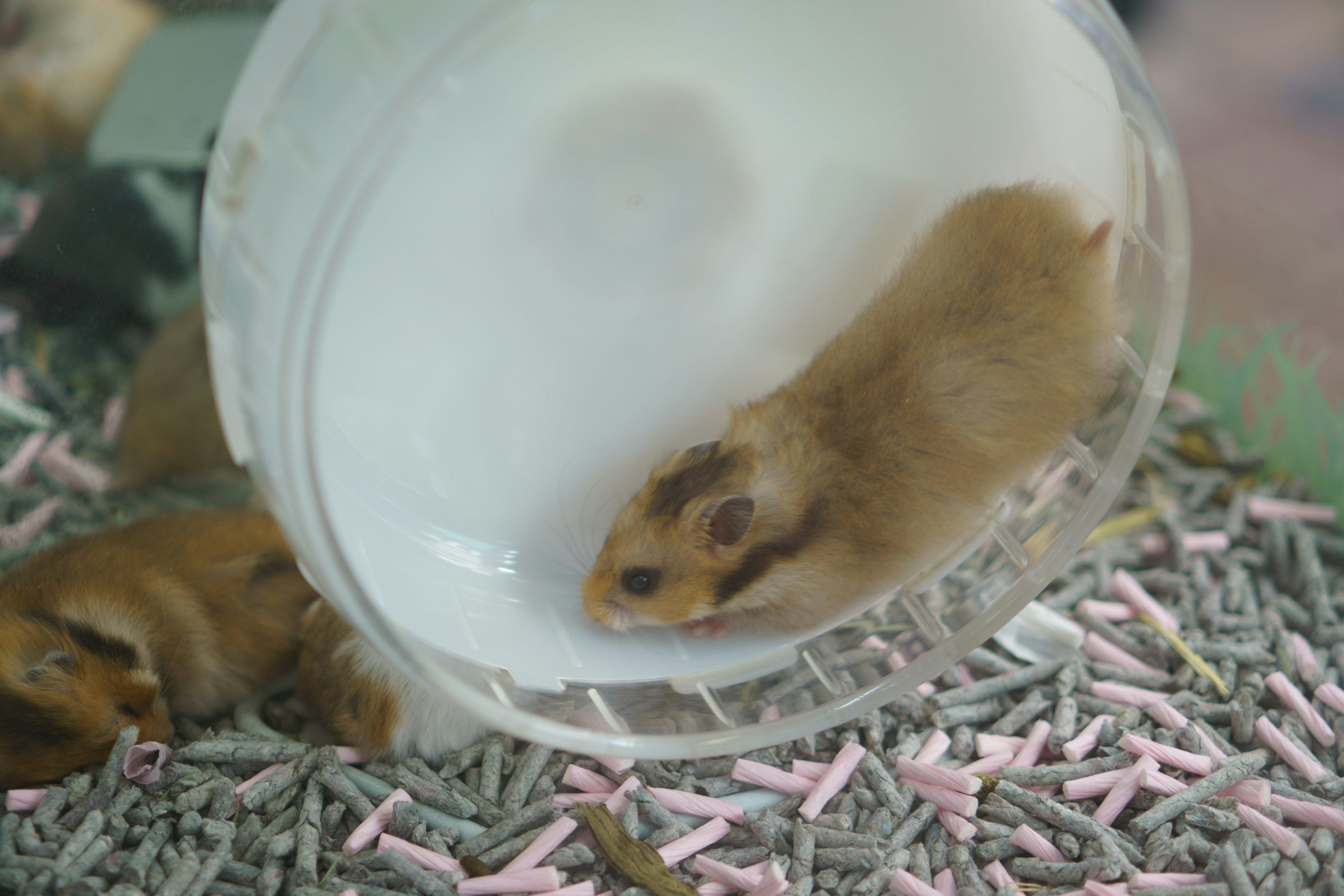 Hamster running inside a clear exercise wheel for Burrowly exercise supplies.