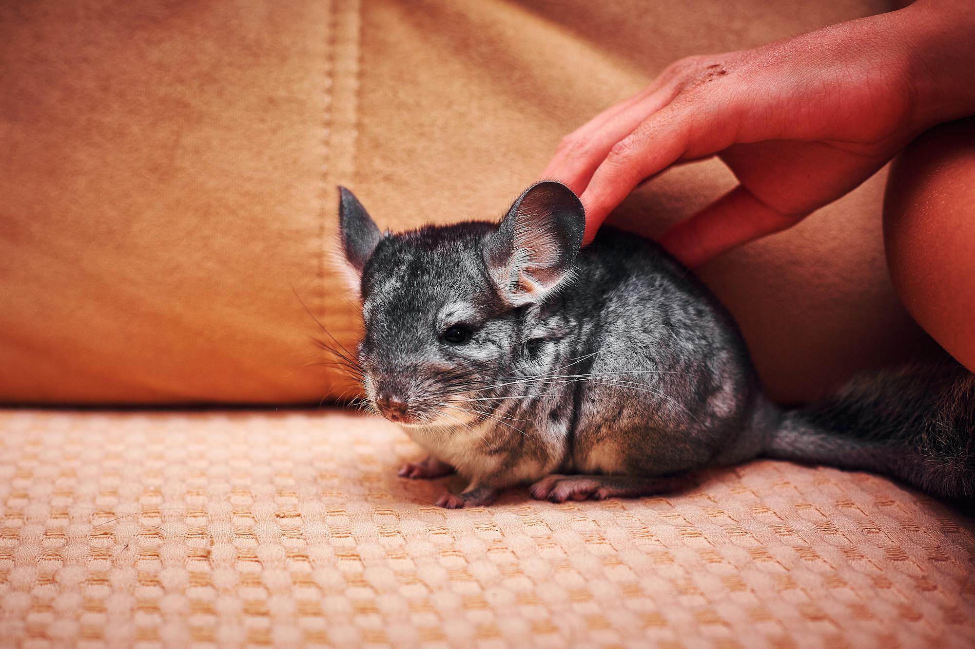 Chinchilla being gently petted for Burrowly small pet care.