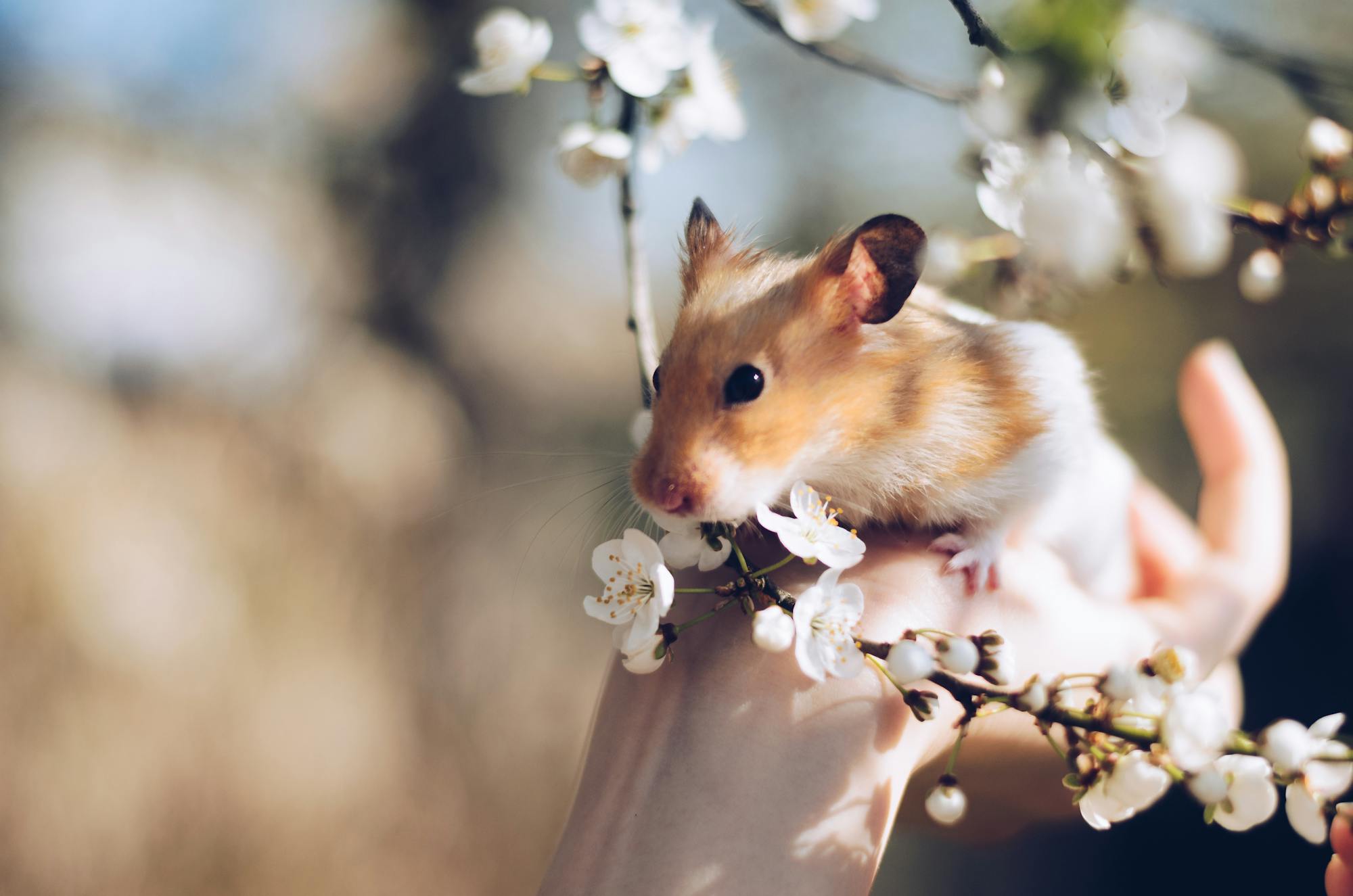 Hamster resting in gentle natural light for Burrowly small pet care.