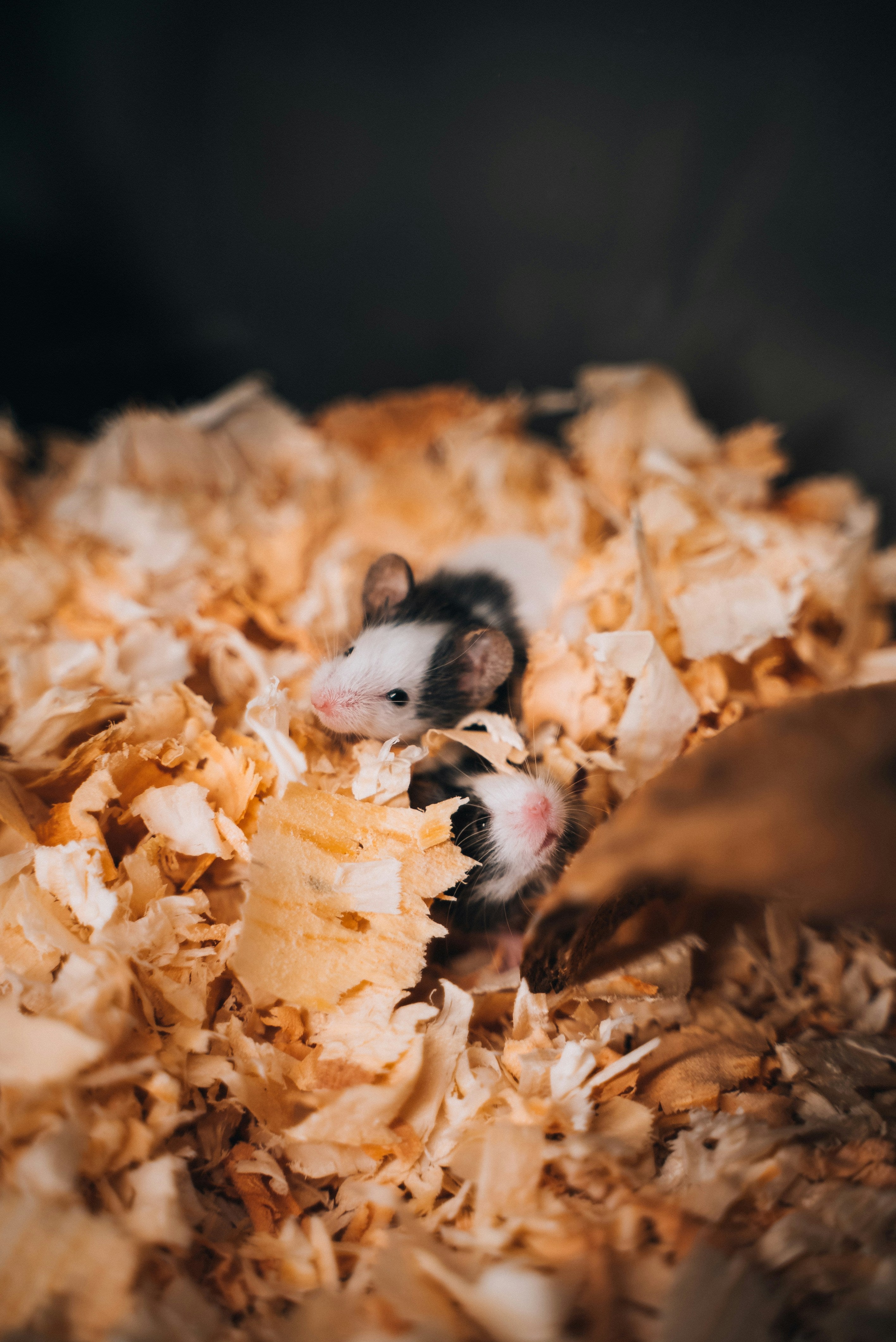 Two mice nestled in soft bedding for Burrowly safe materials guidance.