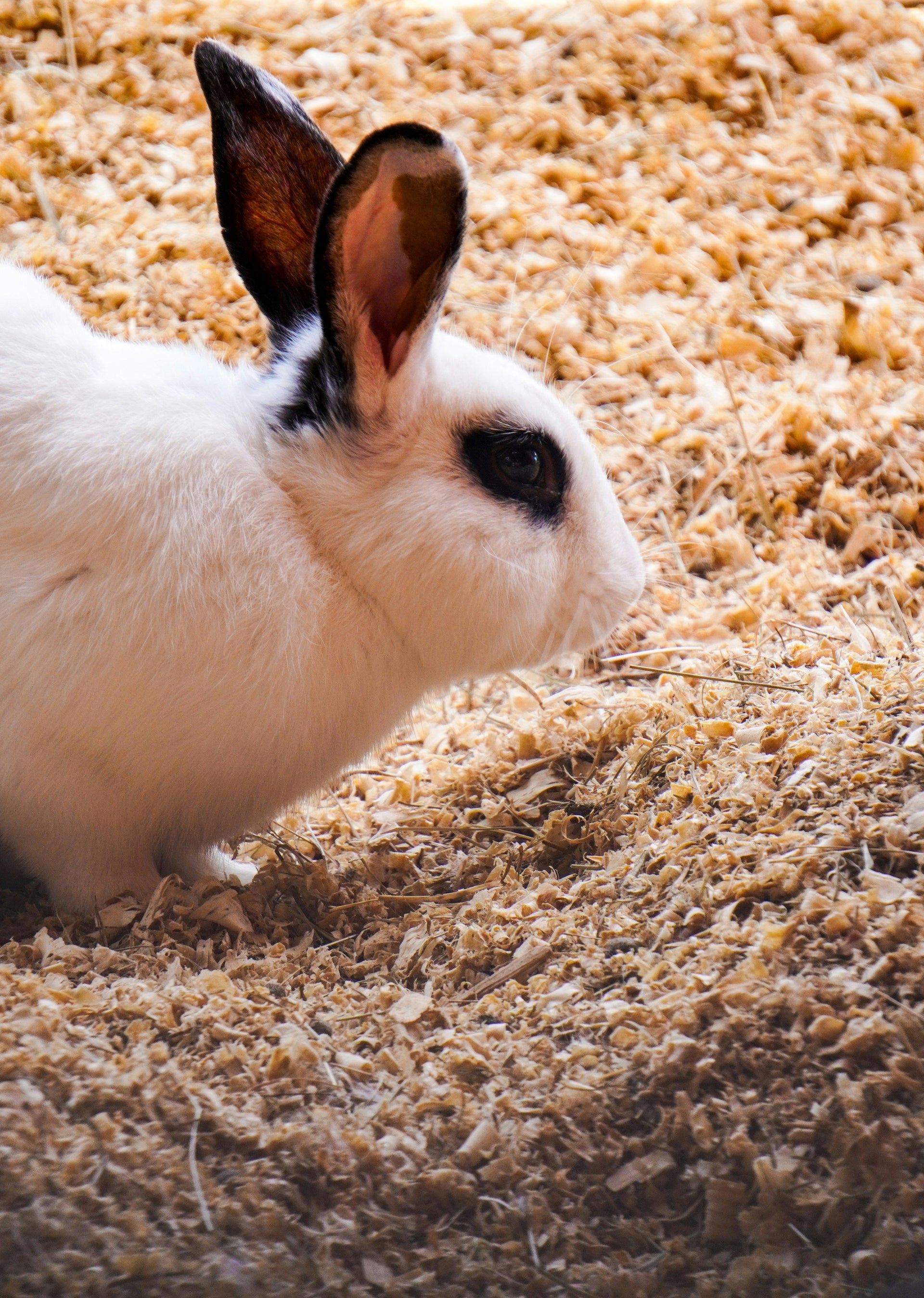 Species Feeding Checks Before You Buy