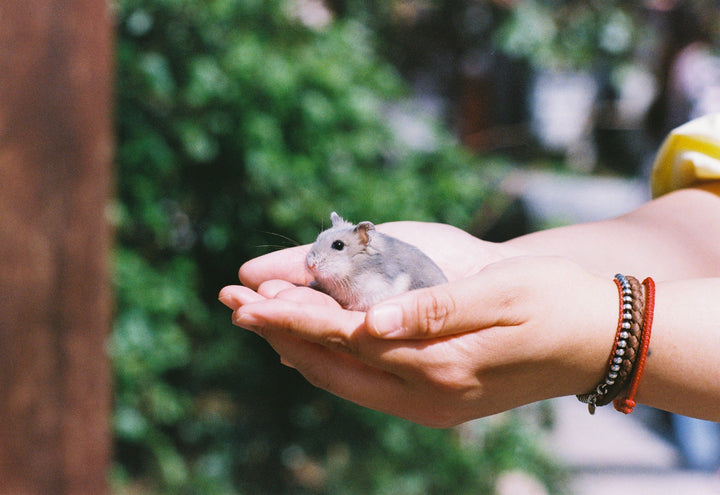 Product Size Guide for Small Pets