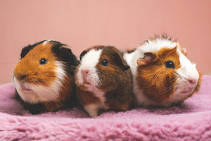 New Small Pet Setup Checklist