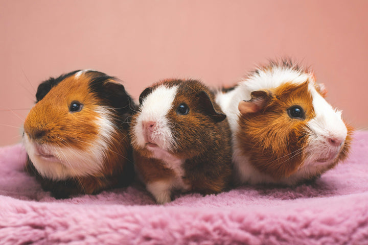 New Small Pet Setup Checklist