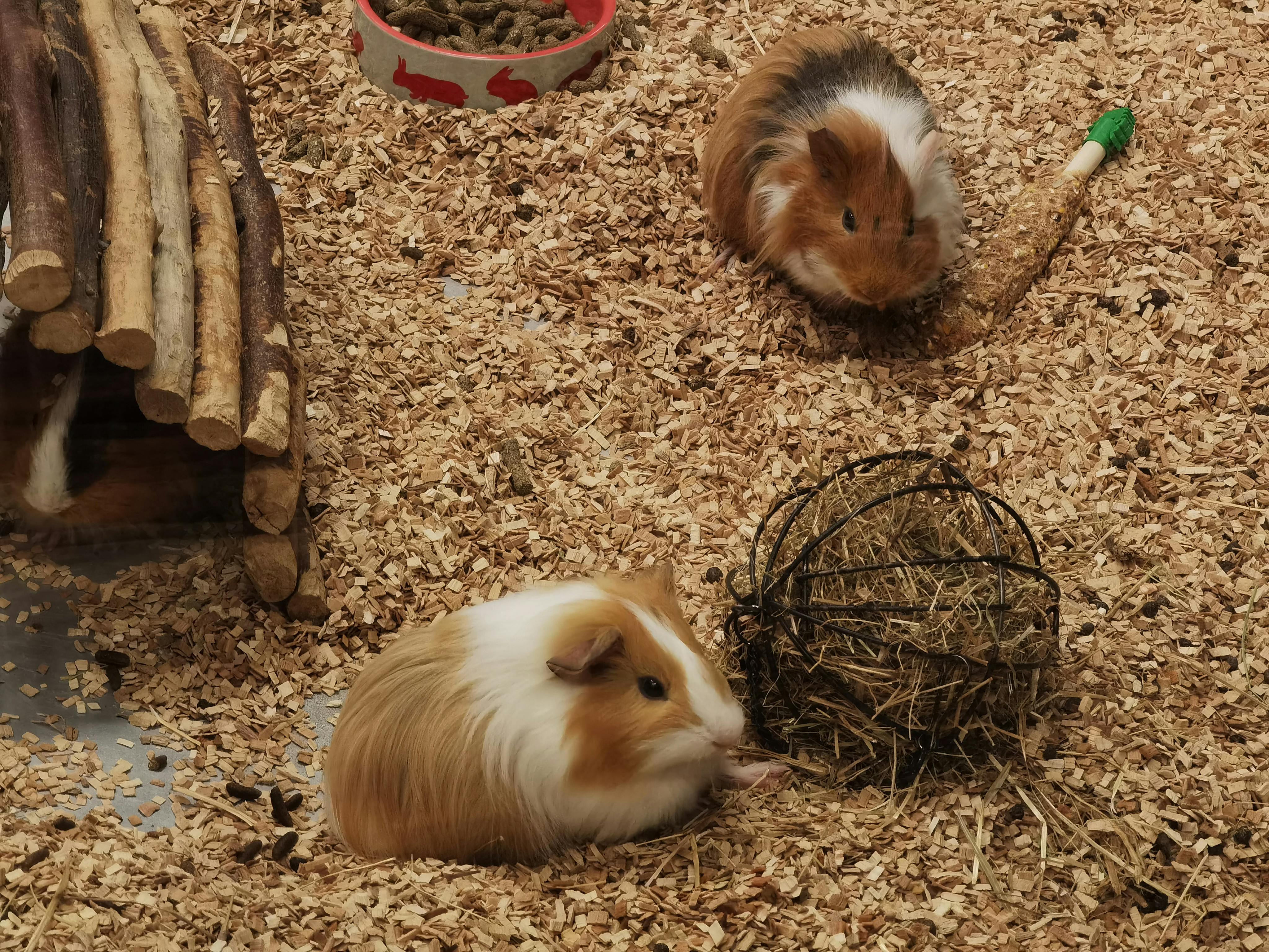 Enrichment Plan: Chew, Forage, Explore
