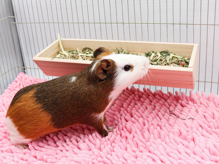Hanging Wooden Feeder Box for Rabbits & Guinea Pigs for small pets, selected by Burrowly for feeding setup.