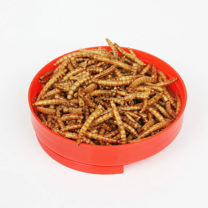 SW Multi-Pet Insect Treats - Dried Mealworms for Hamsters, Mynah Birds, Hedgehogs, Arowana & Turtles (High-Protein Snack)