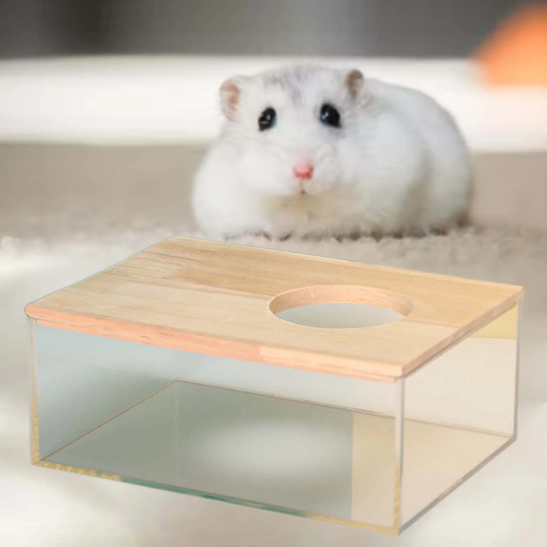Clear hamster sand bath house for cleaner small pet habitat routines from Burrowly.