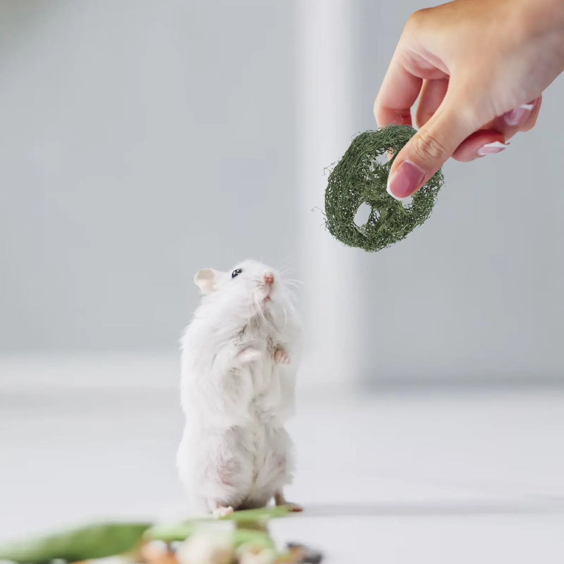 12Pcs Loofah Chew Small Animal Supplies for Rabbits Hamsters Guinea Pigs Chinchillas Dental Care Teeth Grinding Chews
