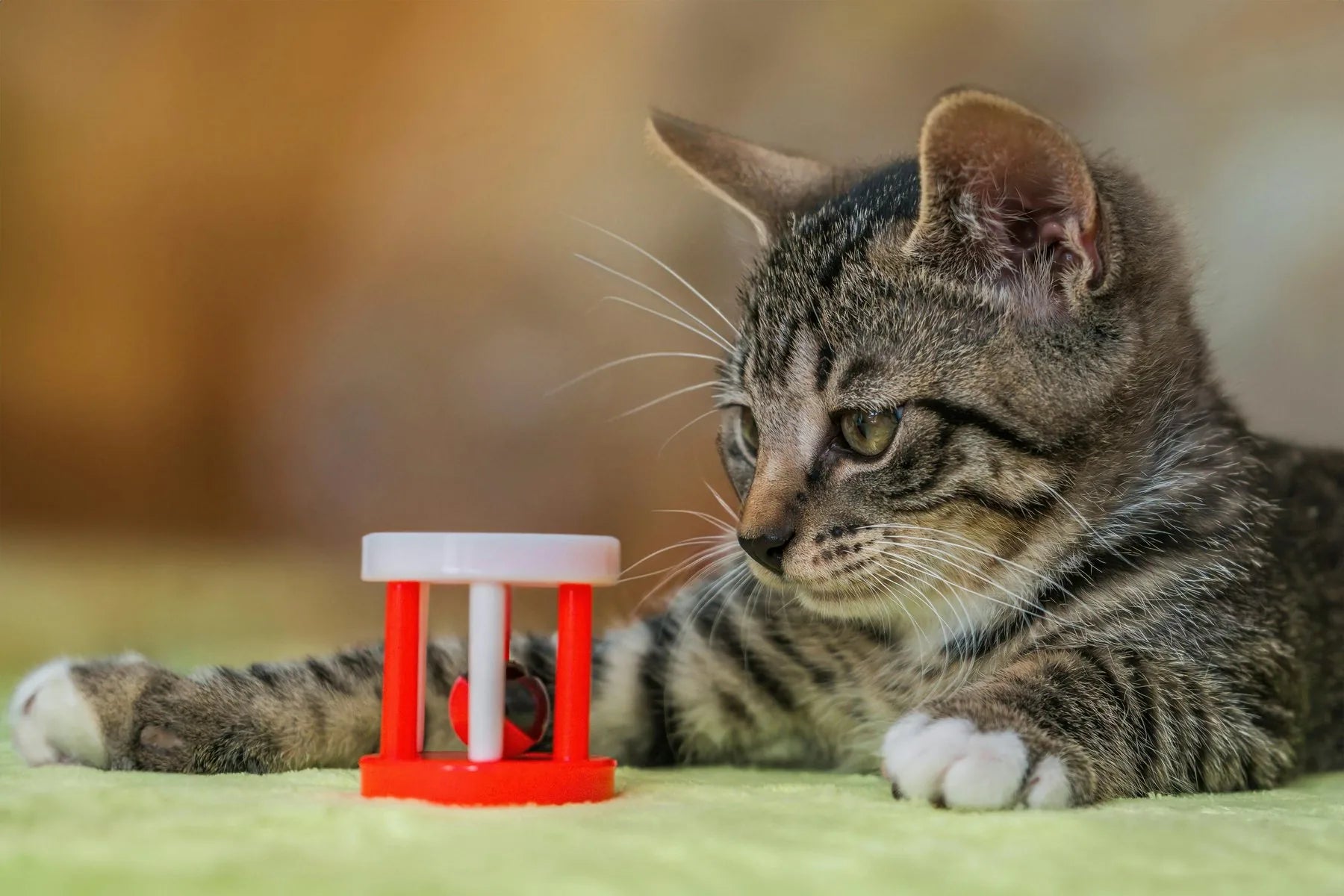 Cat toy product gallery image