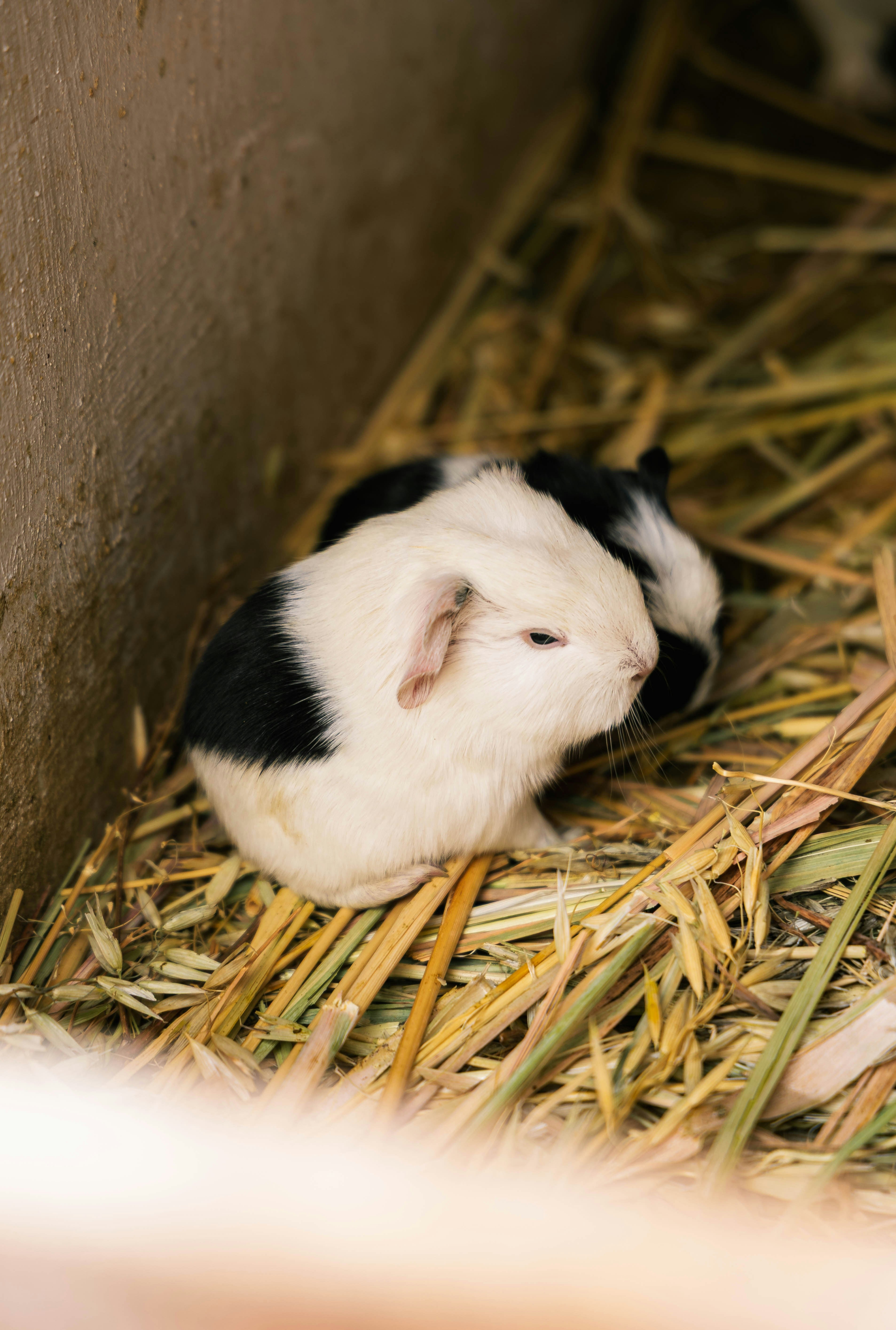 Guinea pig resting in fresh hay for Burrowly species-aware care.