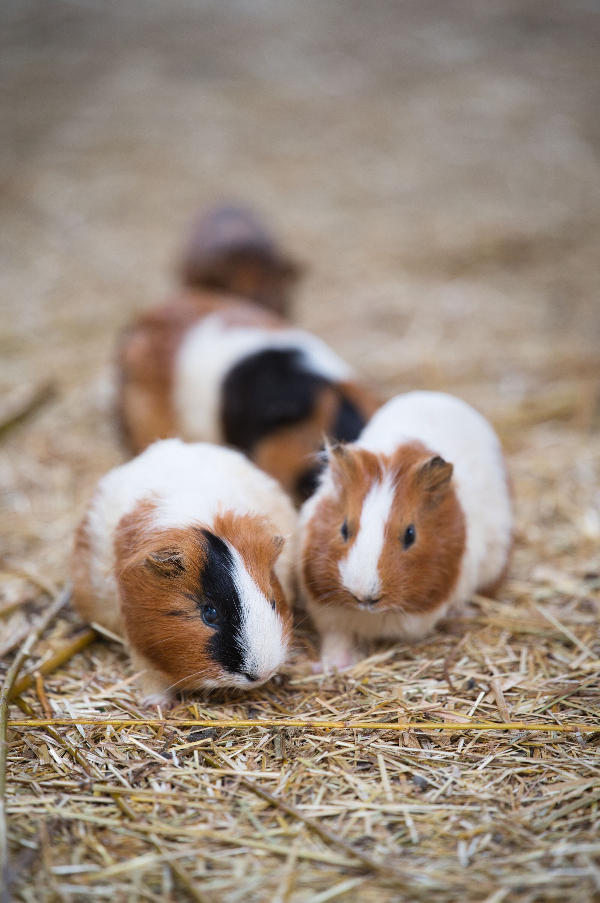 Guinea pigs on straw for a Burrowly guinea pig care guide.