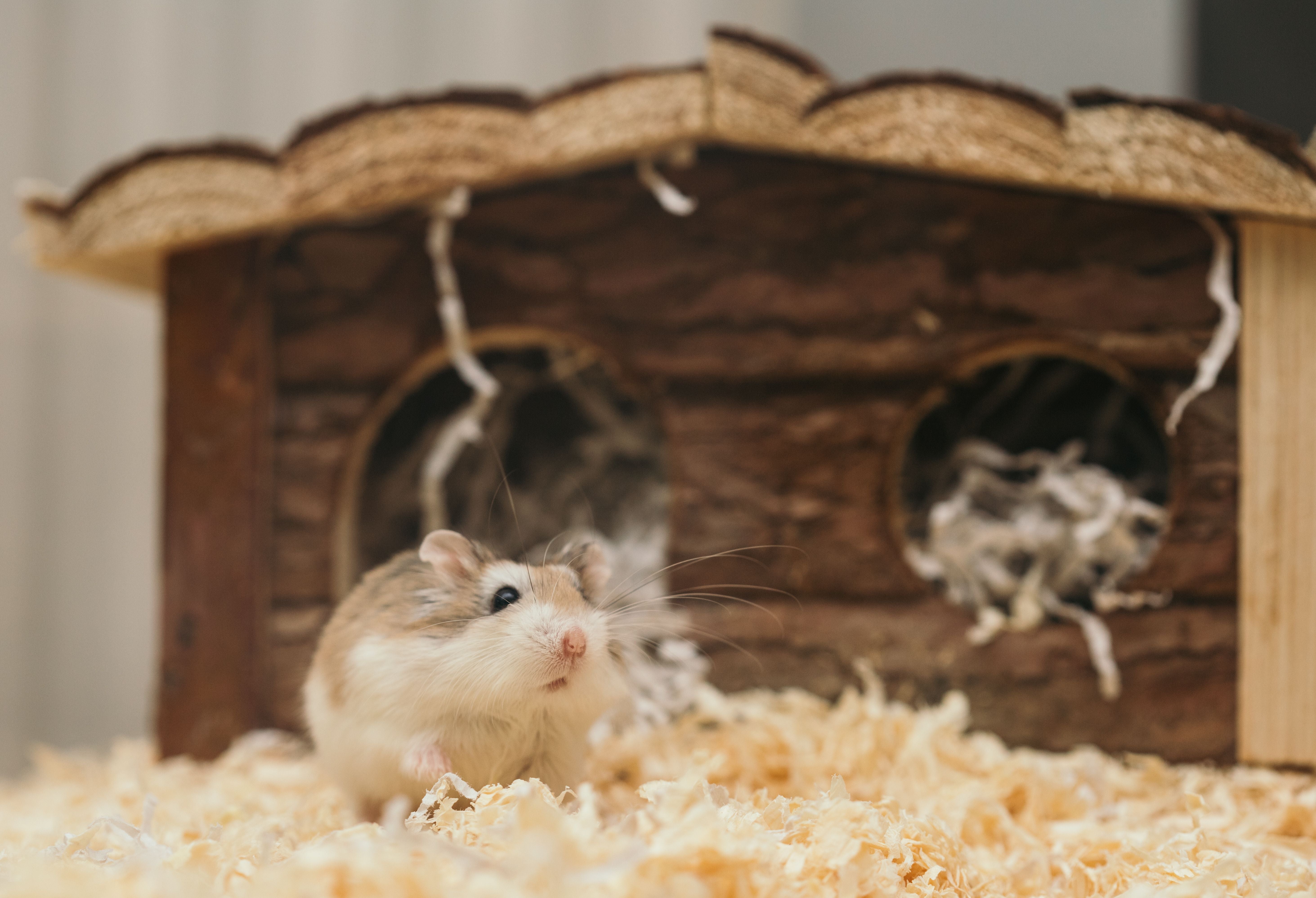 Hamster beside a wooden hide house for Burrowly cozy hides.