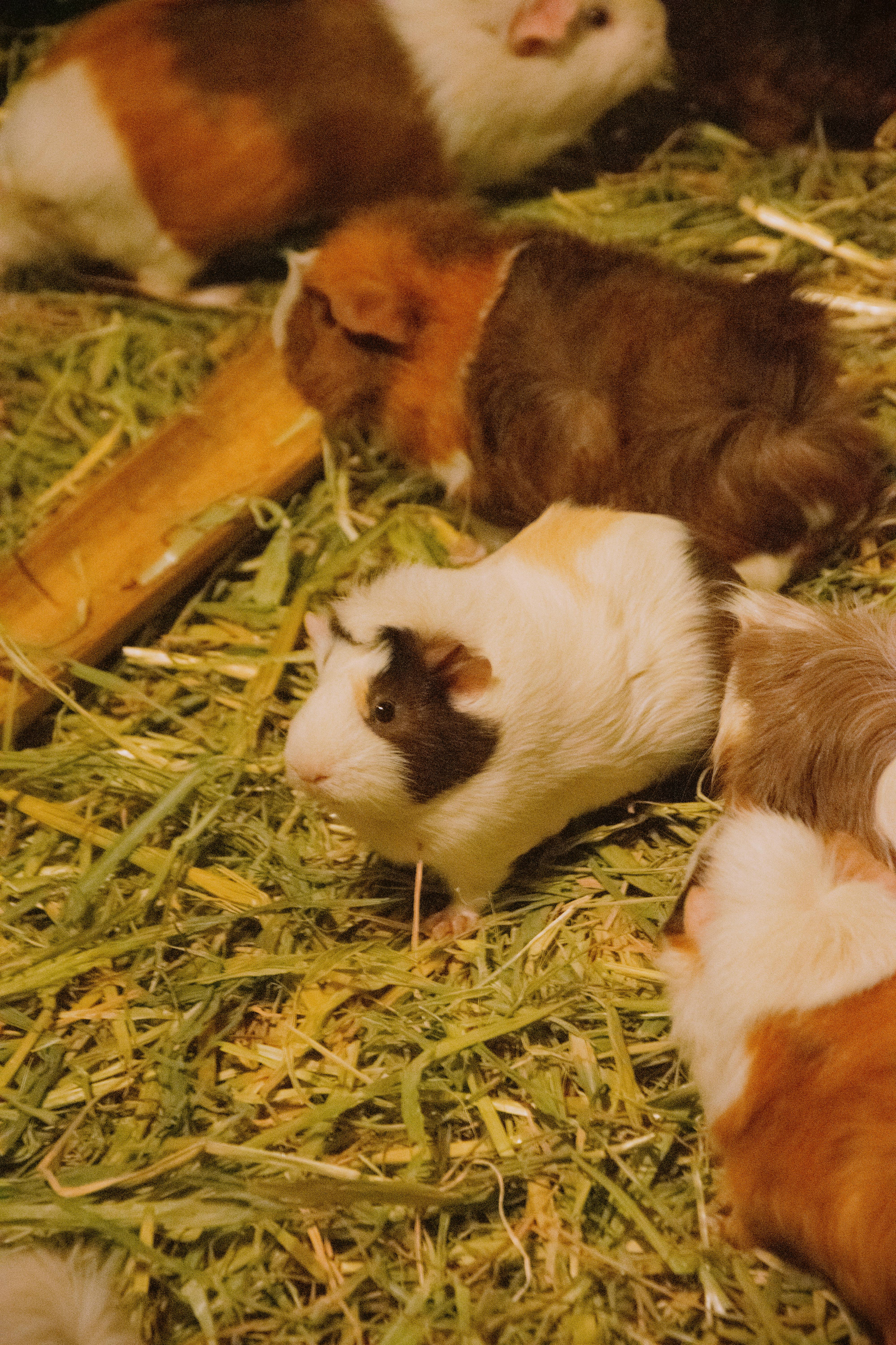 Guinea pigs eating hay for Burrowly hay and forage.