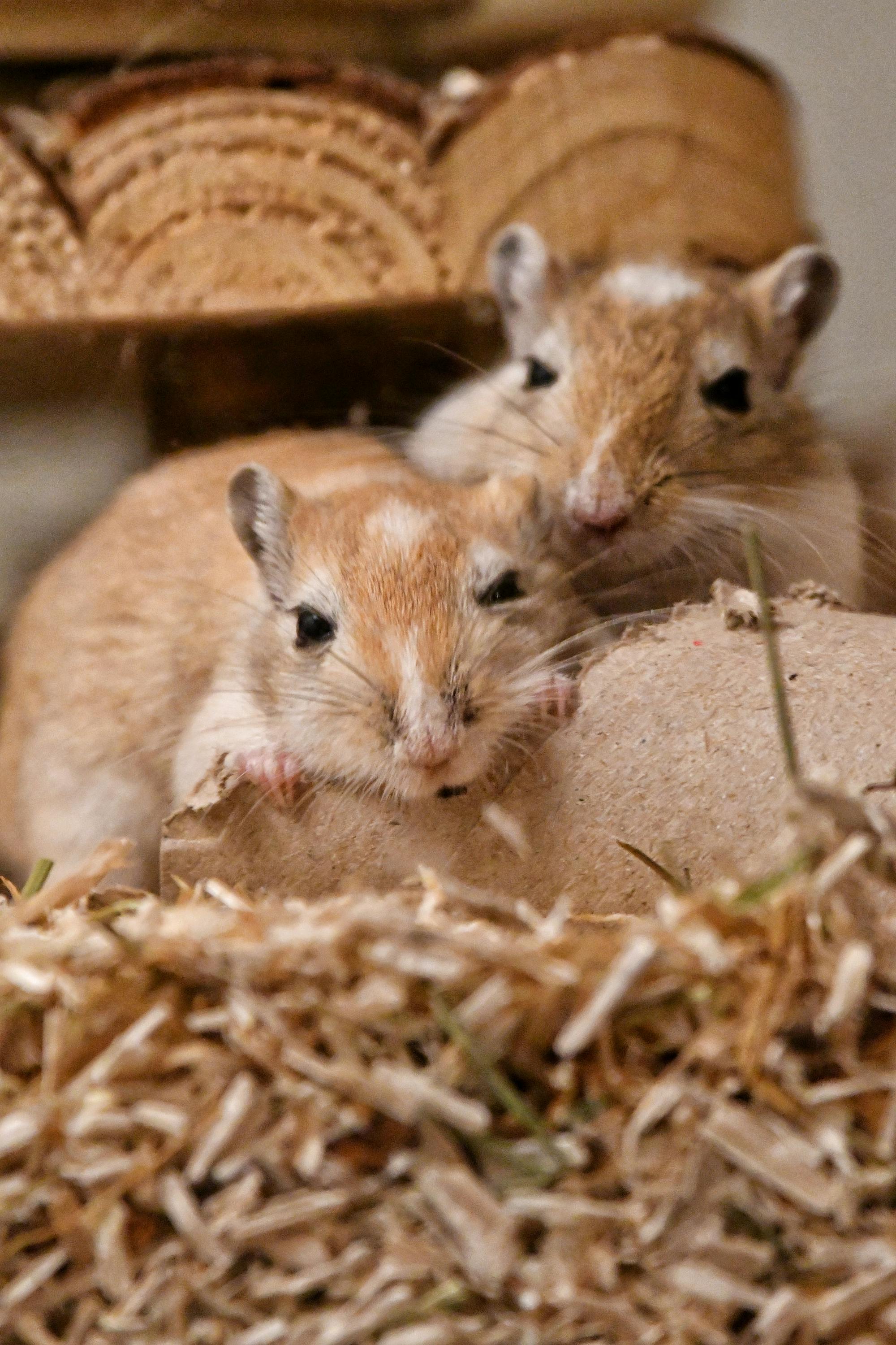 Gerbils nestled in natural bedding for Burrowly small pet habitats.