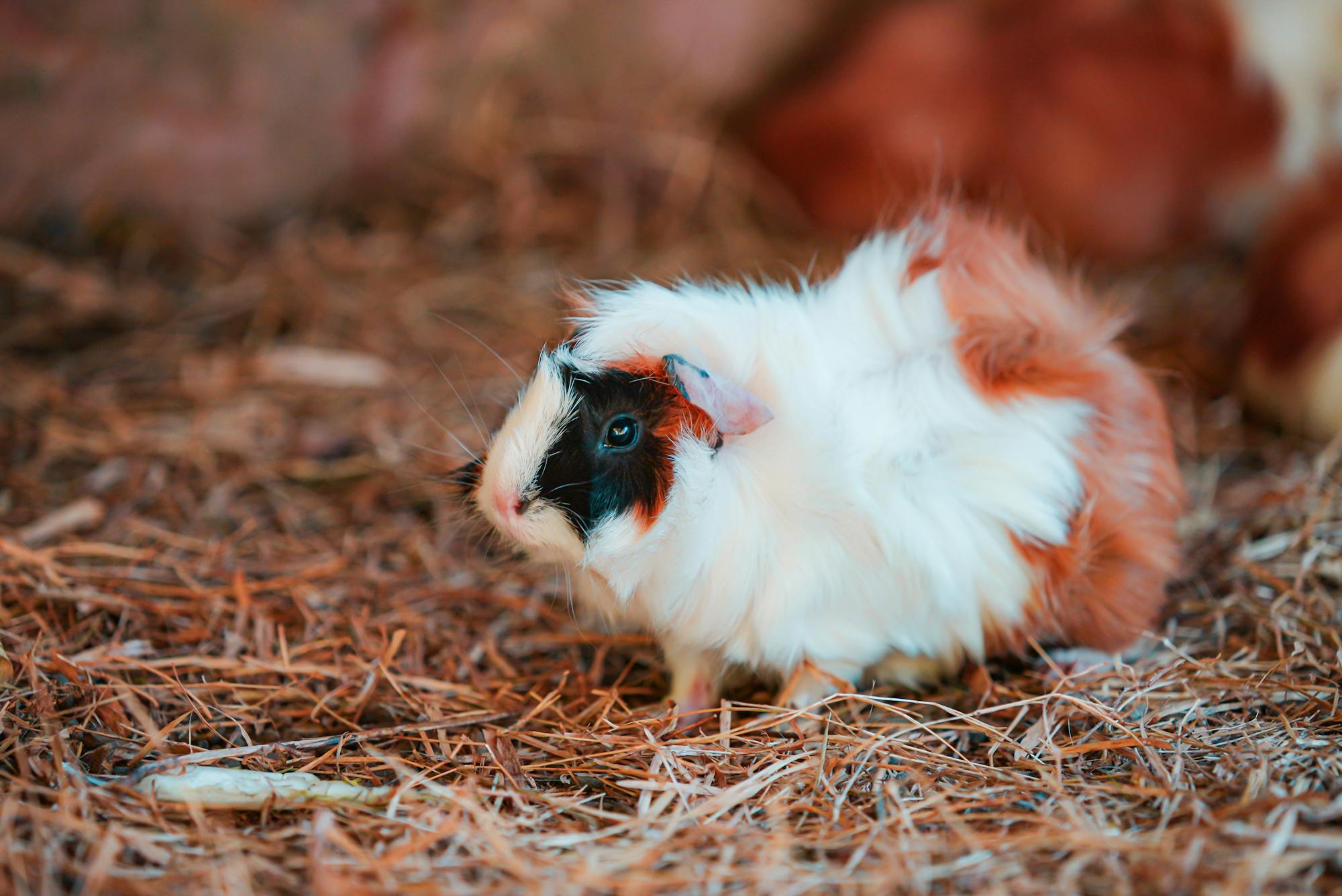 Guinea pig on straw bedding for Burrowly small pet supplies.