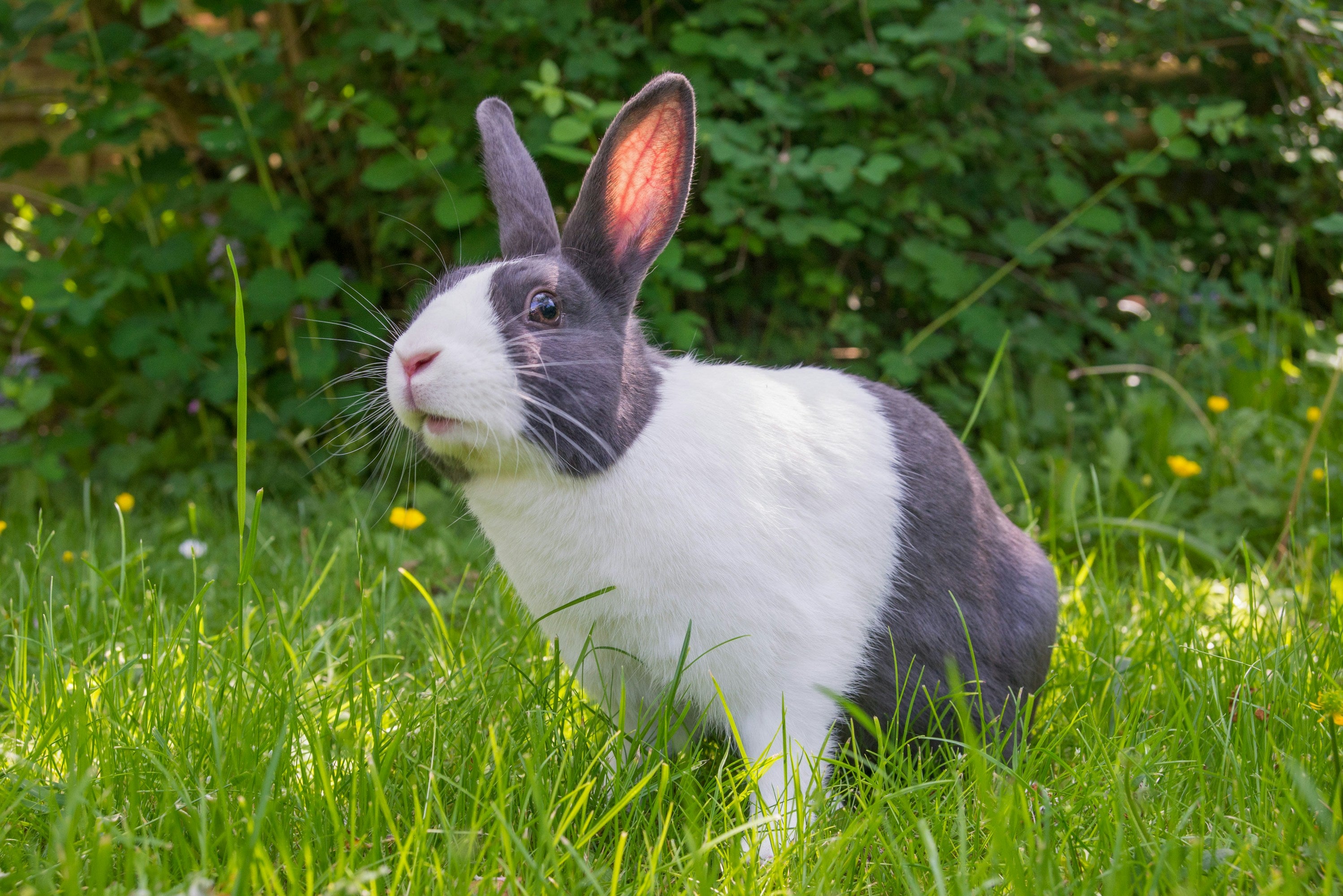 Rabbit sitting in natural grass for Burrowly rabbit care.