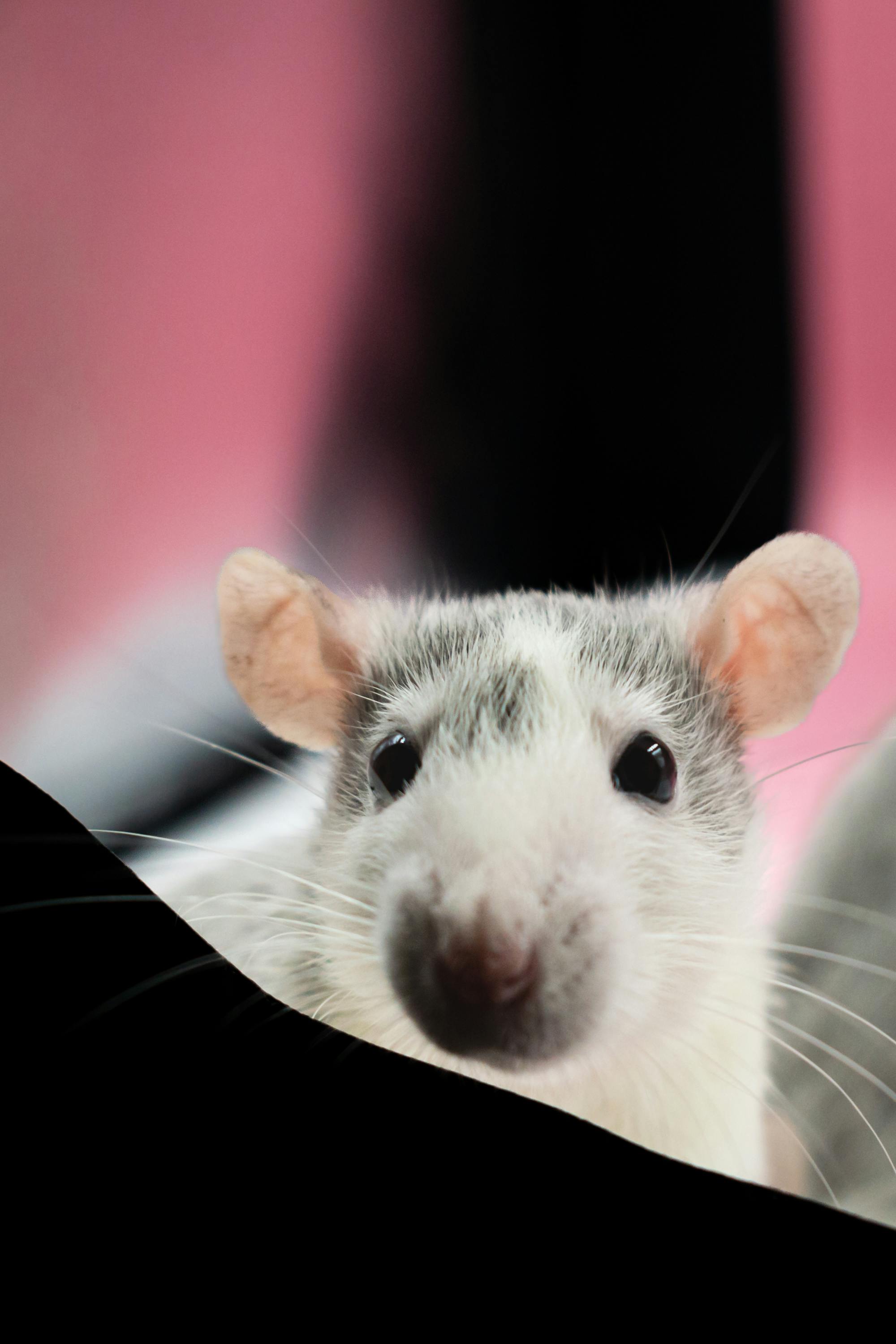Pet rat close-up for Burrowly rats and mice supplies.