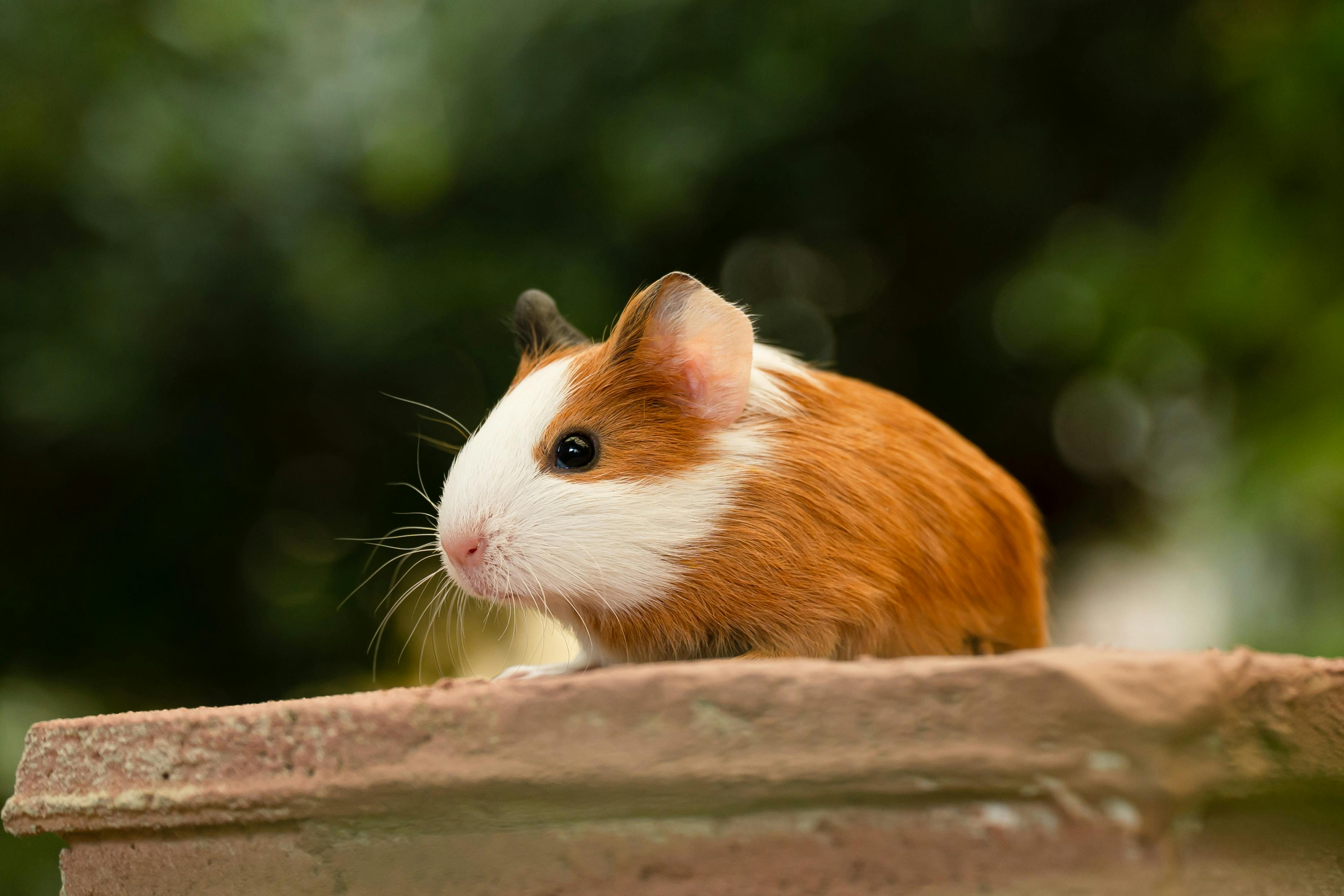 Guinea pig in a natural setting for Burrowly small-pet care.